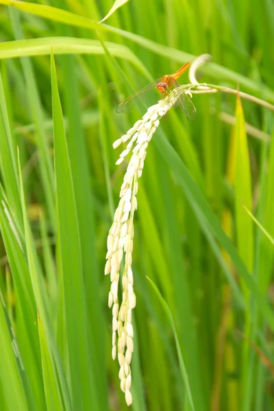 Dragonfly on the rice plant in thailand — Stock Photo, Image