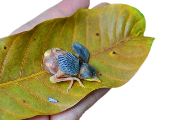 Yeni doğan kuşu, kuş Kaydet — Stok fotoğraf