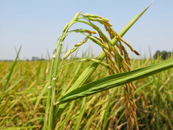 Grano de arroz — Foto de Stock