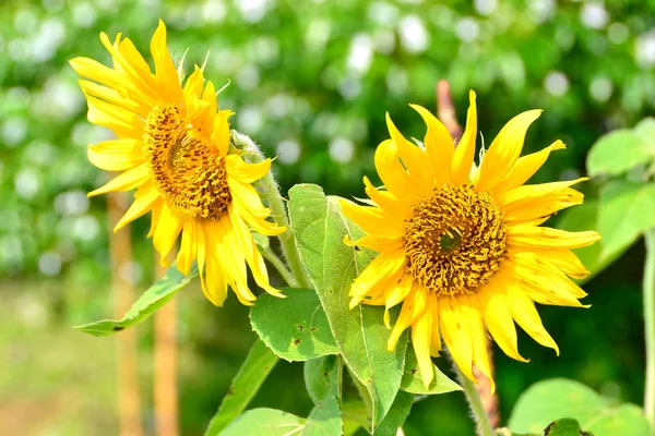 Dos girasoles — Foto de Stock