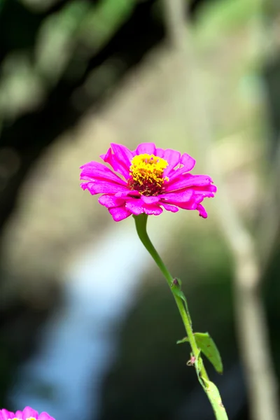 Rosa Zinnia elegans — Stockfoto