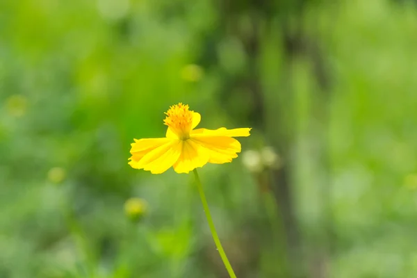 Gelbe Kosmosblume — Stockfoto