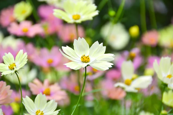 Cosmos Flower — Stock Photo, Image