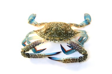 Mavi Yengeç beyaz zemin üzerine Yüzme