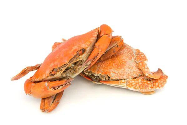 煮熟的螃蟹 — 图库照片