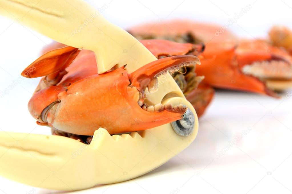 crab cracker and boiled crabs prepared