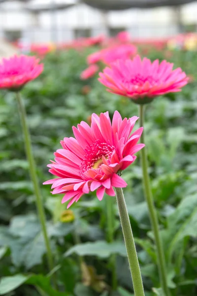 Pink gerbera flower — Stock Photo, Image