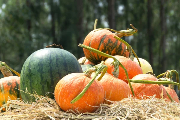 Pumpkin en watermeloen fruit — Stok fotoğraf