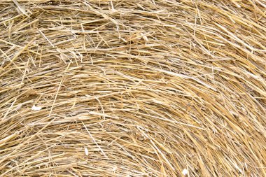 girdap pirinç saman