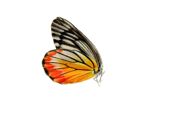 Gelber Schmetterling auf weißem Hintergrund — Stockfoto