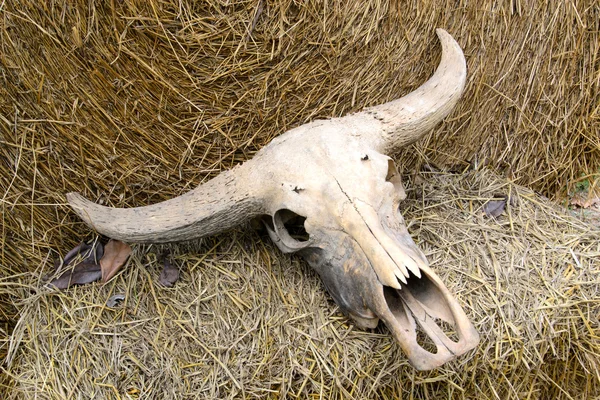 Buffalo skull on rice straw — Stock Photo, Image