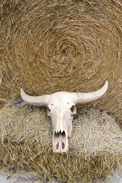 Buffalo skull on rice straw — Stock Photo, Image