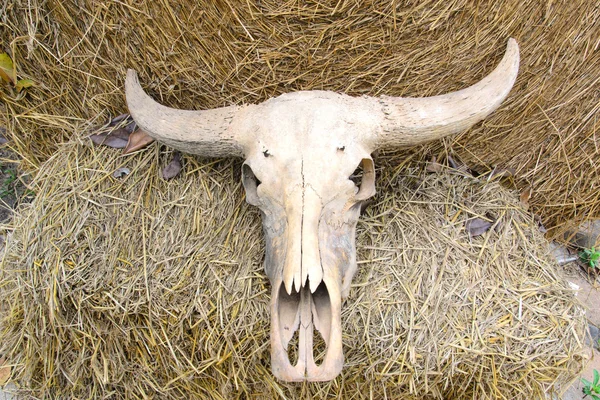 Crânio de búfalo em palha de arroz — Fotografia de Stock