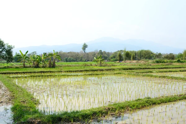 Jonge rijst fabriek in rijst veld in thailand — Stockfoto