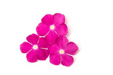 Vinca Rose Çiçeği Catharanthus Gülü Madagaskar menekşesi