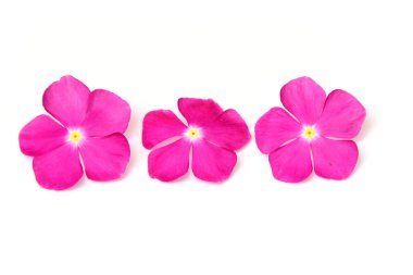 Vinca Rose Çiçeği Catharanthus Gülü Madagaskar menekşesi