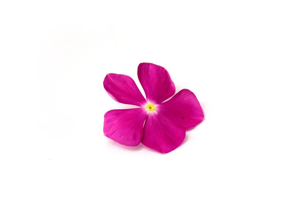 Vinca Rose Çiçeği Catharanthus Gülü Madagaskar menekşesi — Stok fotoğraf