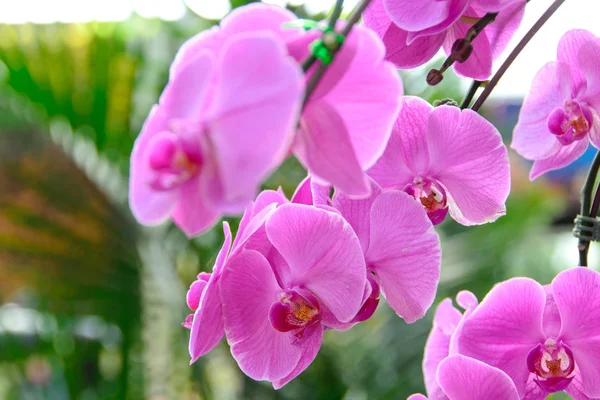 Phalaenopsis. barevné růžová orchidej — Stock fotografie