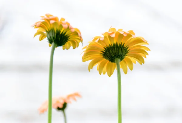 Gelbe Gerbera im Garten — Stockfoto