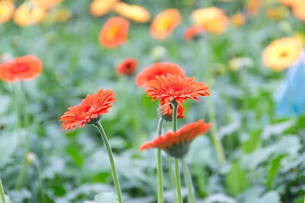 Gerbera im Garten — Stockfoto