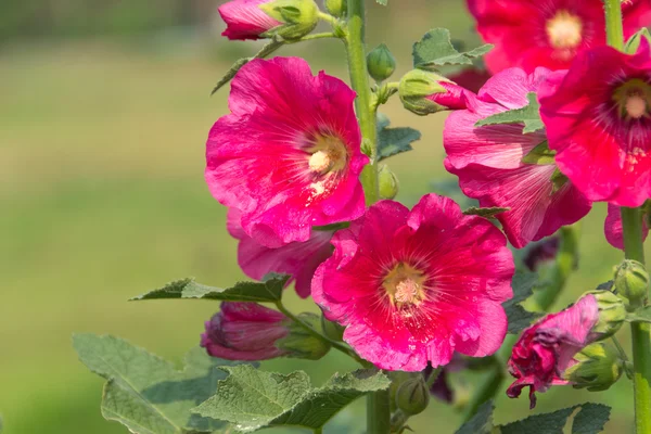 Цвіте рожевий голіхок (Altaea rosea) — стокове фото