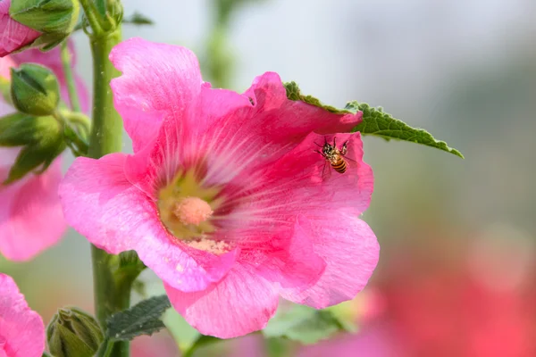 Цветы пчелы и розового холлихока (Althaea rosea) — стоковое фото