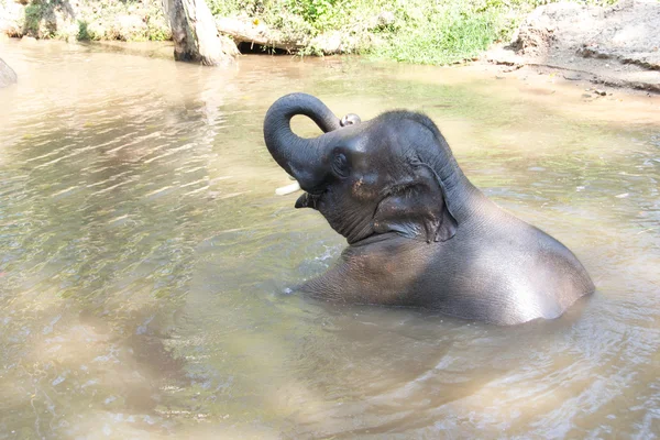 Bebé elefantes tomando un baño Imágenes de stock libres de derechos