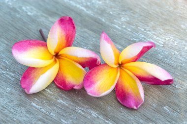 tropik çiçekler frangipani Wood