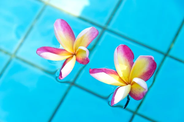 Tropical flower Plumeria on swimming pool — Stock Photo, Image