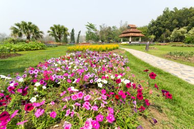 Bahçedeki renkli çiçek.