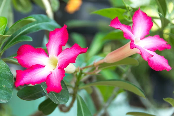 Flores de rosas del desierto —  Fotos de Stock