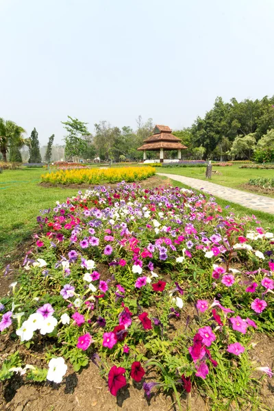 花园里五彩缤纷的花 — 图库照片