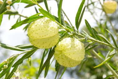Kuğu bitki veya balloonplant