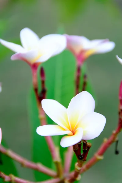 鸡蛋花花卉 — 图库照片