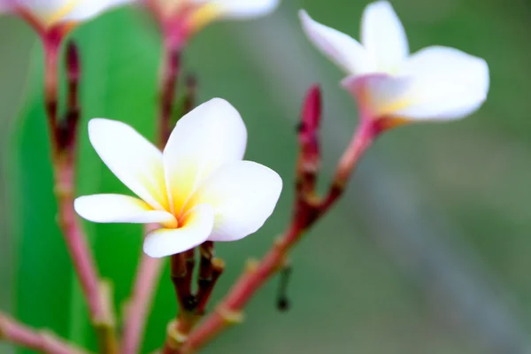 Kwiat Frangipani — Zdjęcie stockowe