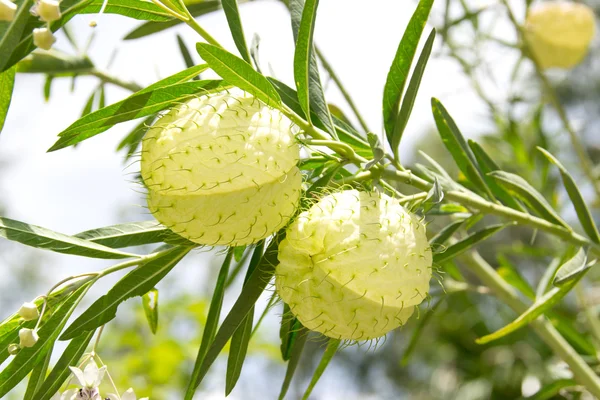 Swan plant or balloonplant — Stock Photo, Image