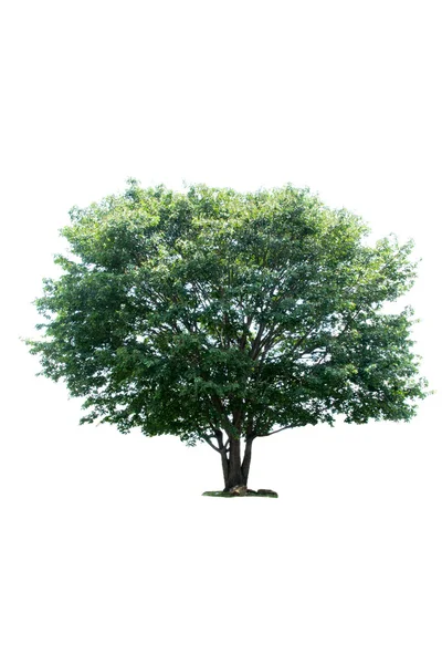 白い背景の上の木 isolateed — ストック写真