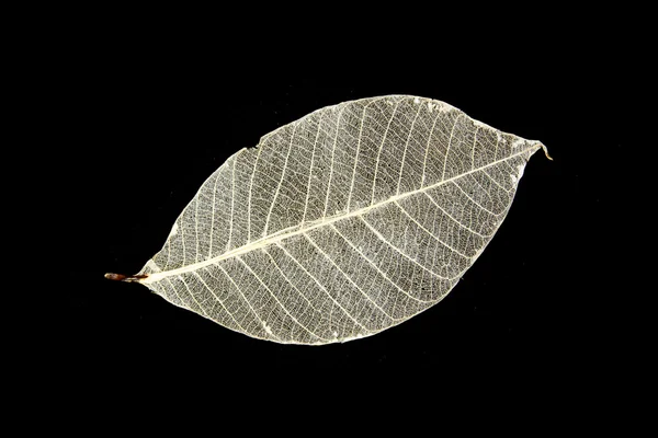 Сушеные листья каучуковых деревьев — стоковое фото