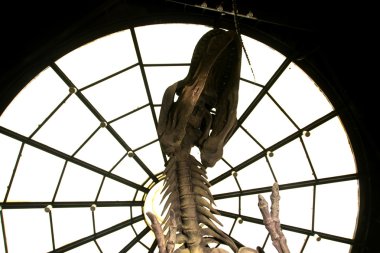 parklarda, heykeller ve phu-kum-khao TH, Dinazor kemikleri