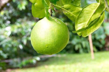 Ağacın dalında Pomelo meyvesi