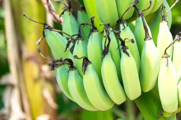 Manojo de plátano en el árbol en el jardín —  Fotos de Stock