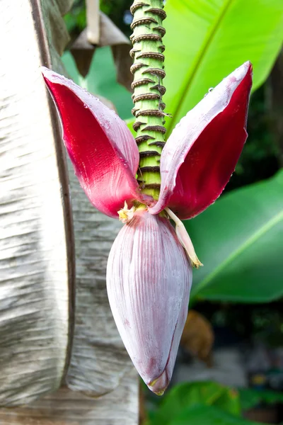 Flor de plátano en el árbol — Foto de Stock