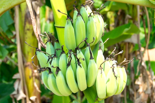 Банановая связка на дереве в саду — стоковое фото
