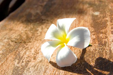 ahşap üzerine Frangipani tropik çiçekler