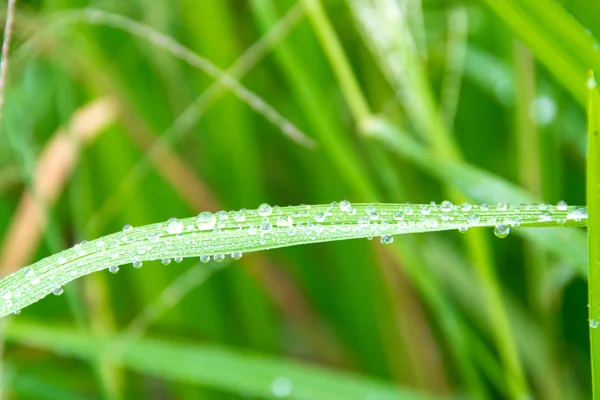 Krople zielonego ryż z wodą — Zdjęcie stockowe