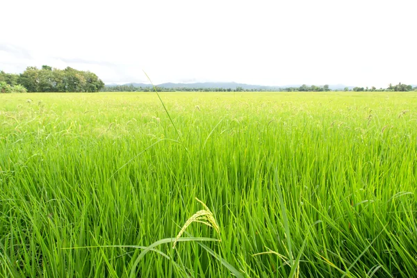 Campo de arroz e um ramo de arroz — Fotografia de Stock