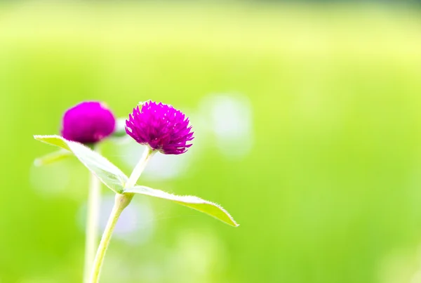 Lila Amaranth Blume im Garten — Stockfoto