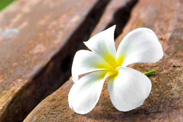 Frangipani flores tropicales en madera — Foto de Stock