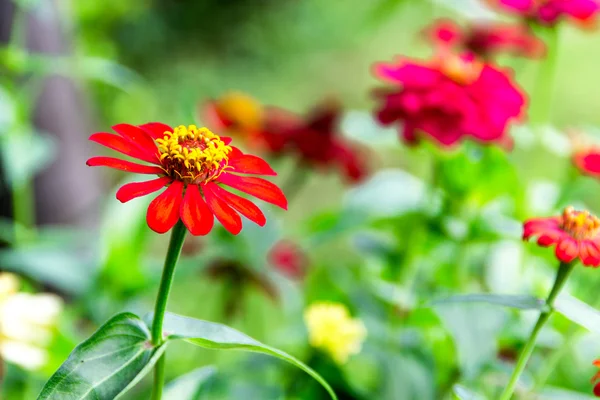 Zinnia elegans in the garden — Stock Photo, Image