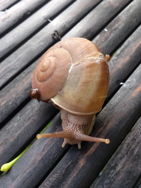 Snail on bamboo — Stock Photo, Image